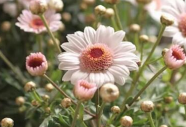 抖音加群刷点赞的渠道 