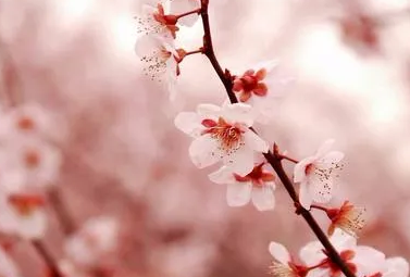 抖音提高浏览量方法及软件代刷安全性分析 